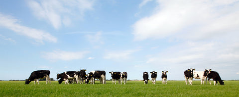 Leche de vaca de libre pastoreo